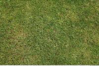 photo texture of grass 0002